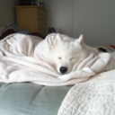 satellitesandcacti avatar