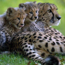 sathya-kalburgi avatar