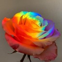 satrangee-ray avatar