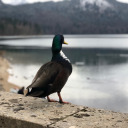 saturday-matinee avatar