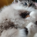 saturnian-catboy avatar