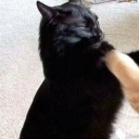 saudades-devoce avatar