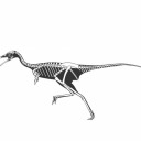 saurornitholestes avatar