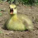 sausage-uchiha avatar