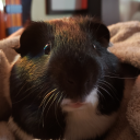 sauteedfunyuns avatar