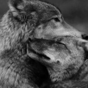 savage-gentleman-wolfx avatar