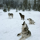 savagemachine avatar