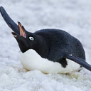 save-a-penguin avatar