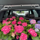 save-me-from-suicide avatar