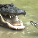 savetheanimals18-blog avatar