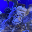 savethegoshdarnbees avatar