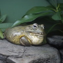 savethewhalesordont avatar