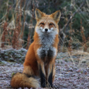 savolainen-homo avatar