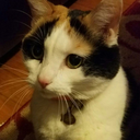 savvysoftpaws avatar