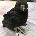 sawtrapenjoyer avatar