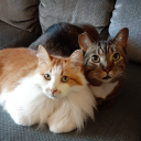 saxandviolence avatar