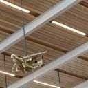 saxophone-offical avatar