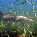 say-it-with-me avatar