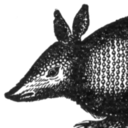 scalyarmadillo avatar