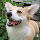 scampthecorgi avatar