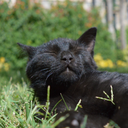 scandalous-otter avatar