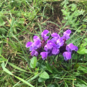 scandicpolarsblog avatar