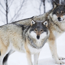 scandinavia000 avatar