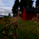 scandinaviancanadian avatar