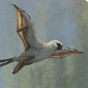 scansoriopteryx avatar