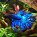 scaping-nature avatar