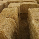 scarecrow-reblogs avatar