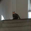 scarlet-amnesia avatar