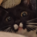 scarlet-cloudfall avatar