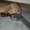 scarletindigo91 avatar