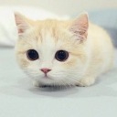 scarletknight666 avatar