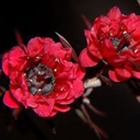 scarletmanuka avatar