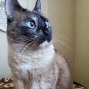 scarletmcpoot avatar