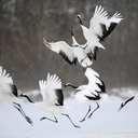 scarletthasastory avatar