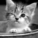 scarlettkitten11 avatar