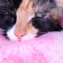 scarlettrose-world avatar