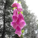 scarletwitch535 avatar