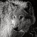 scarswillneverfadeaway avatar