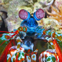 scarygayshrimp avatar