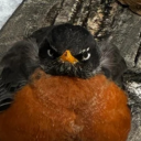 scaryhorse-bird avatar