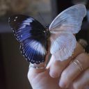 scatterbrainedbutterfly avatar