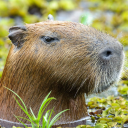 scatterbrainedcapybara avatar