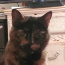 scatterbrainx avatar