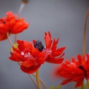 scatteredpiecesofme avatar