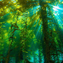 scatteredwxho avatar