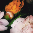 scentofmysoul-blog avatar